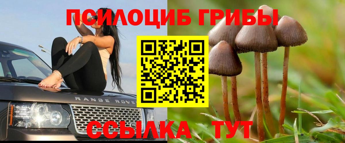 Псилоцибиновые грибы мицелий Алейск